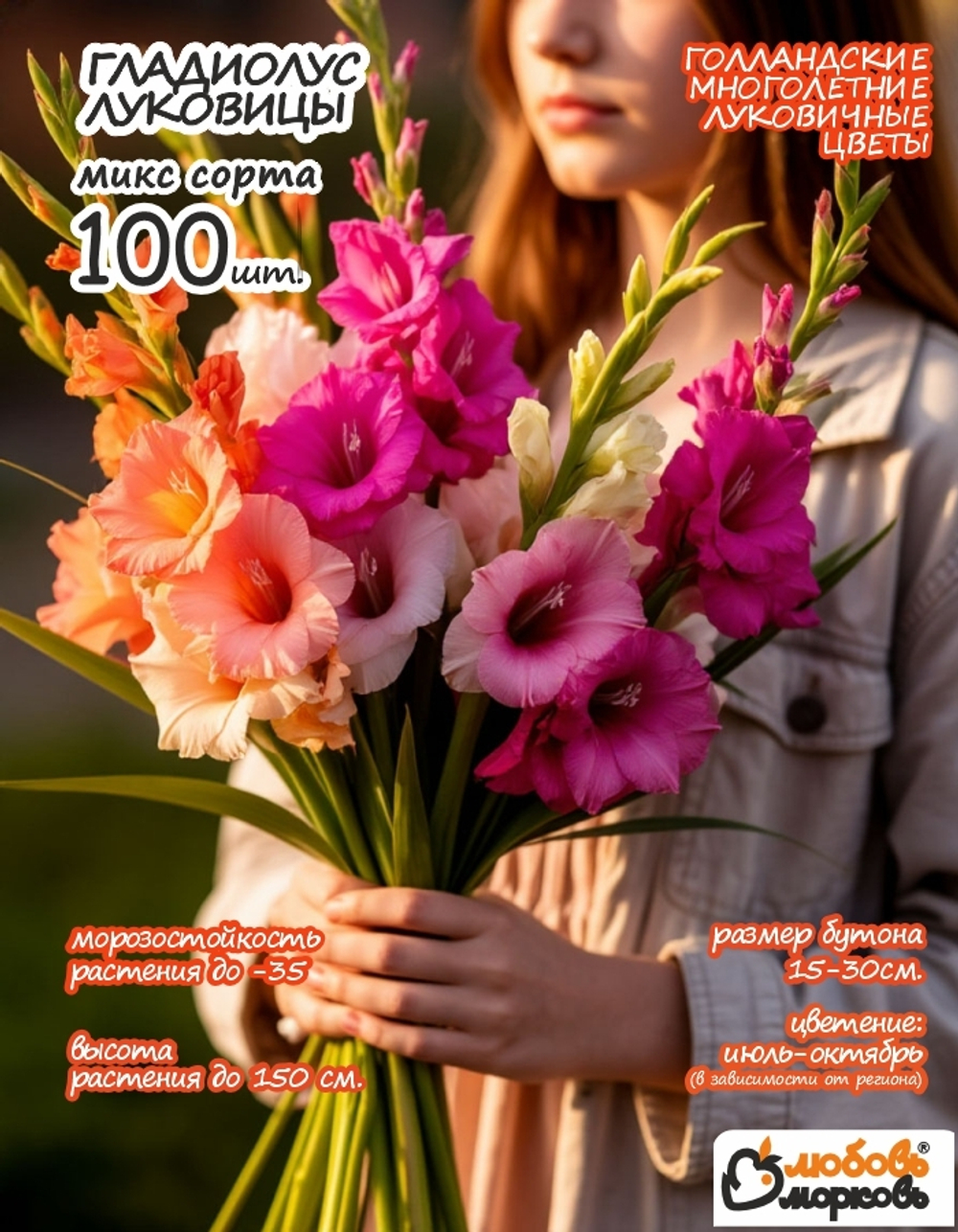 Гладиолус Луковица, Микс сортов, разбор 14+, 100шт 