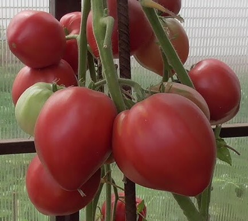 Говядина с Куста