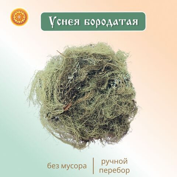 Уснея бородатая. Лишайник.