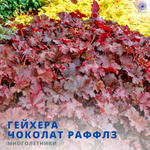 Гейхера Шоколад Раффлс