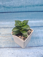 Crassula Springtime (Крассула)