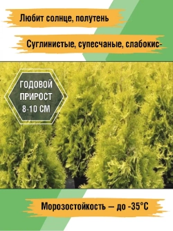 Туя саженец западная Еллоу риббон хвойные