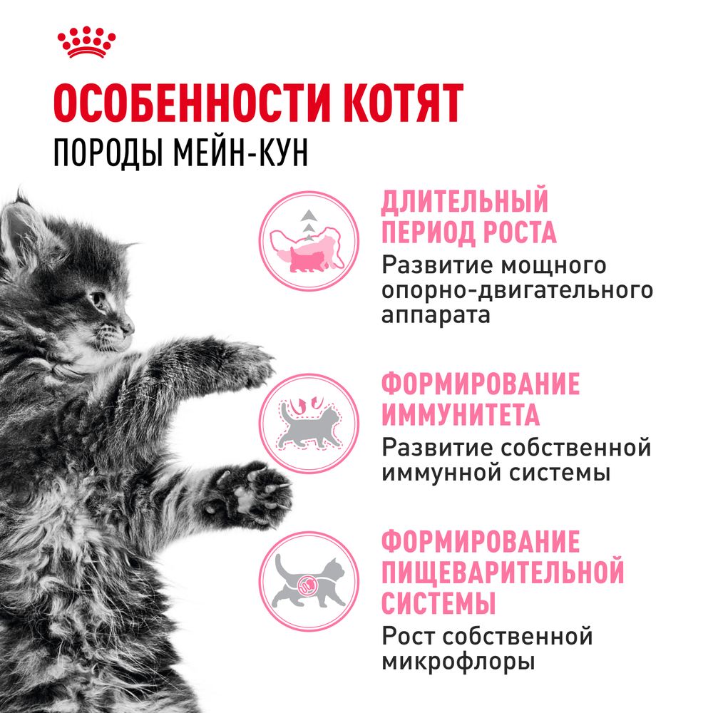 Сухой корм Royal Canin Maine Coon Kitten для котят породы Мэйн Кун