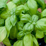 Лемона семена базилика (Enza Zaden / Энза Заден)