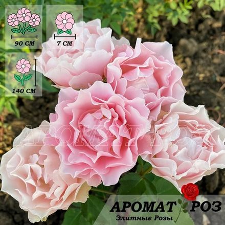 Порселейн Д*Ориент, Дафне (Porcelaine d'Orient, Daphne)