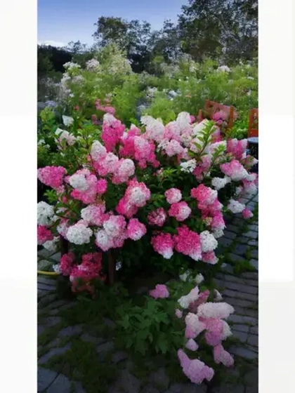 Гортензия метельчатая Фрайз Мельба