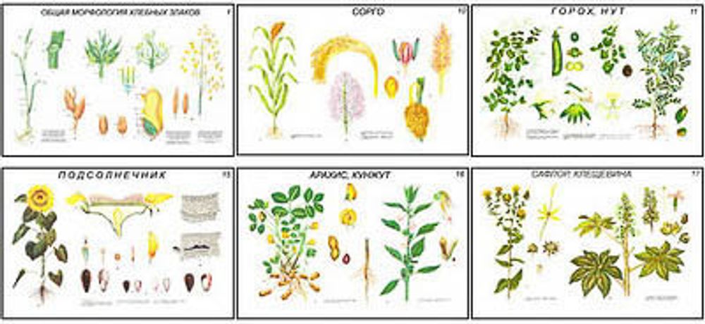 Плакаты ПРОФТЕХ &quot;Растениеводство. Зерновые, зернобобовые и технич. культуры&quot; (18 пл, винил, 70х100)