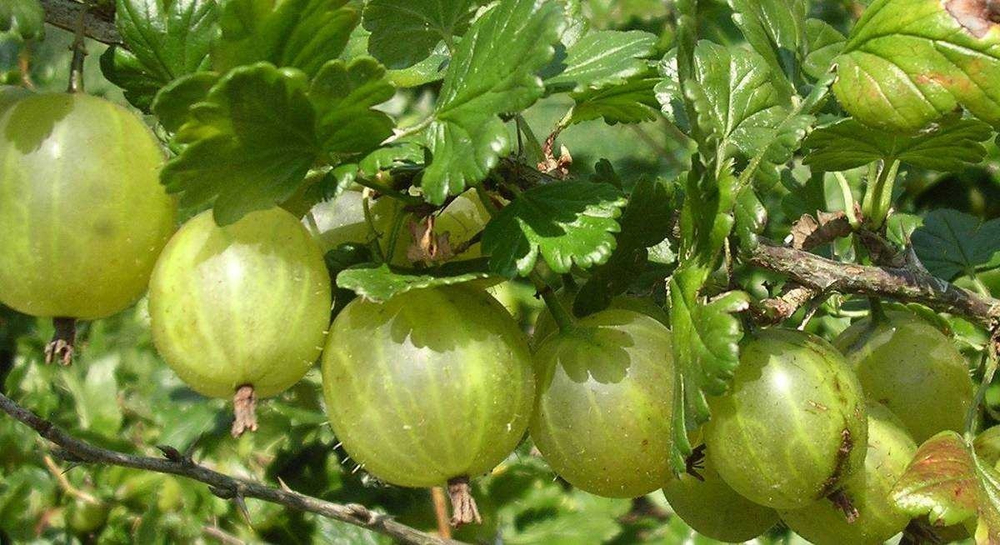 Крыжовник Балтийский ОКС районированный 2х летка