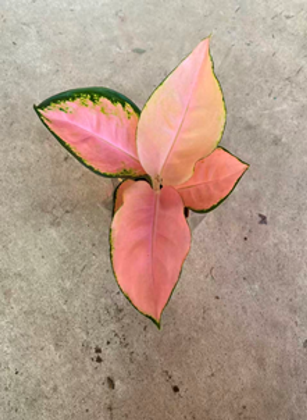 Аглаонема Rouge д.10