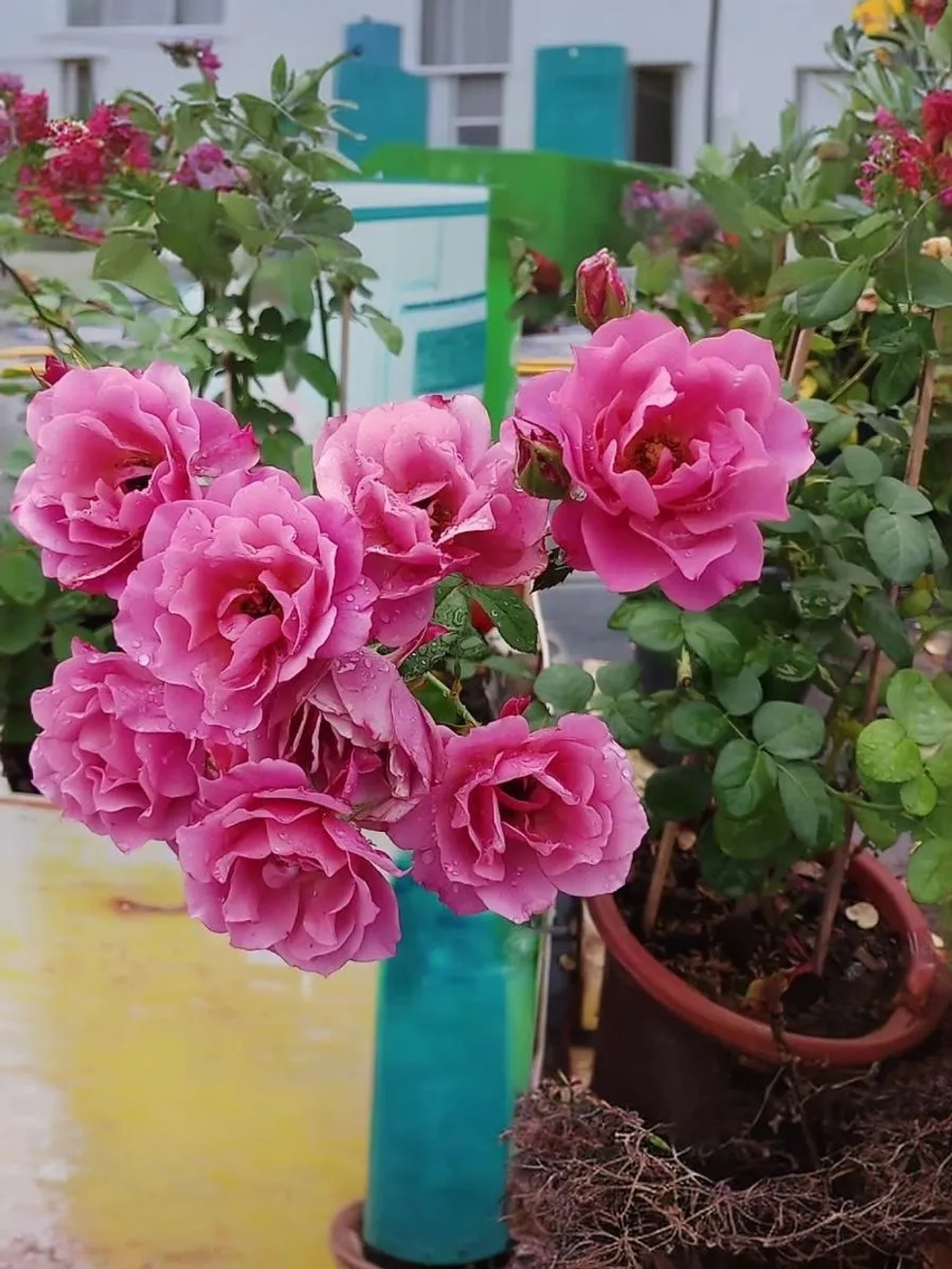 Роза флорибунда Аой