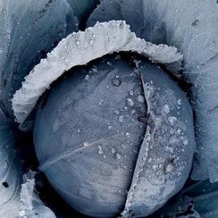 ПРЕТИНО F1 семена капусты краснокочанной (Takii | Alexagro)