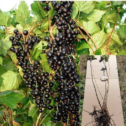 Смородина черная Ажурная саженец ОКС