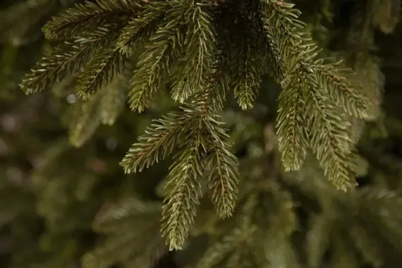 Искусственная ель Ирландская 425 см., литая хвоя+пвх, Black Box (74393)