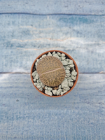 Lithops sp. (Литопсы)