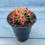 Gymnocalycium Variegata (Гимнокалициум Вариегатный)