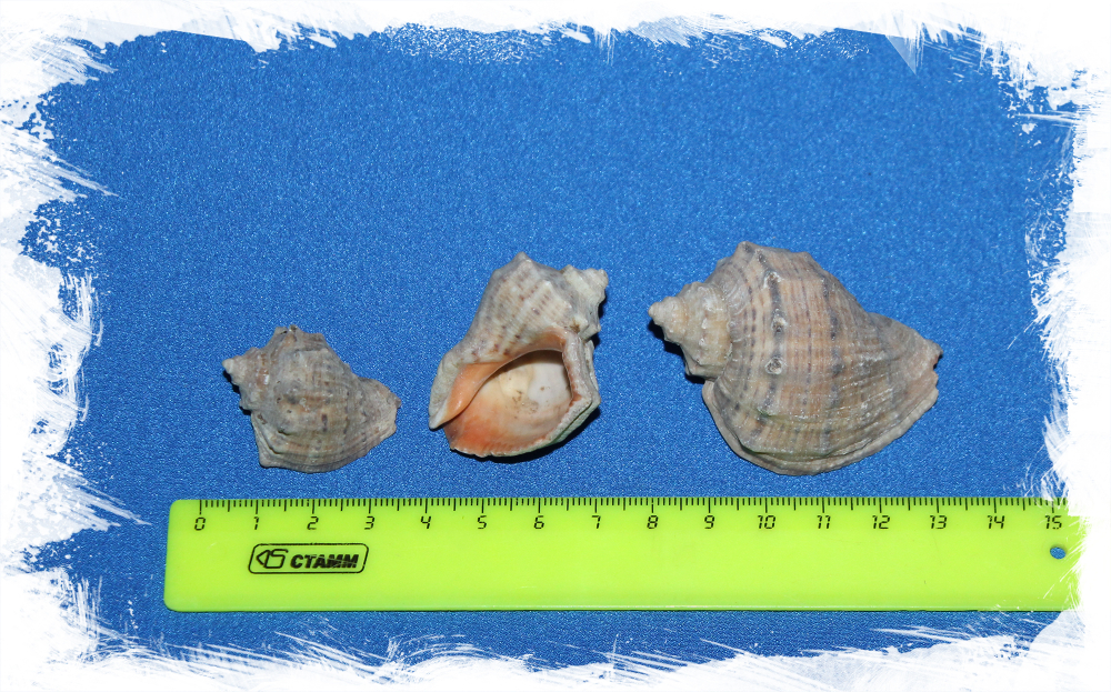 Декоративные ракушки Рапана