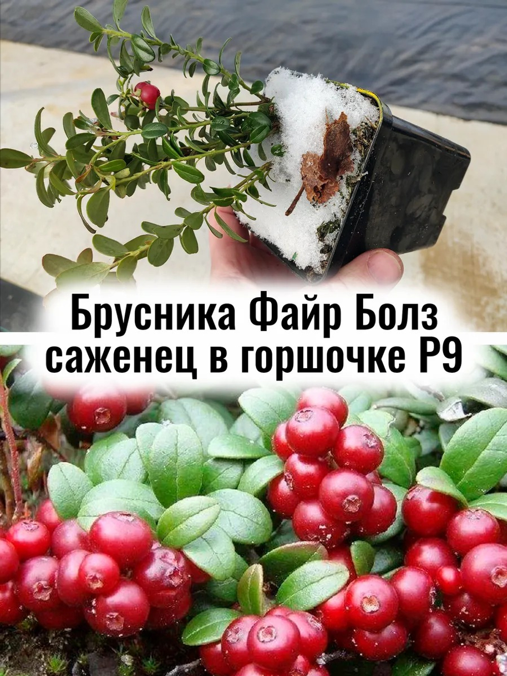 Брусника Файрболз ягоды многолетний саженец в контейнере Р9