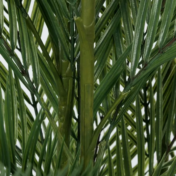 Ховея Пальмовая высота 178 см