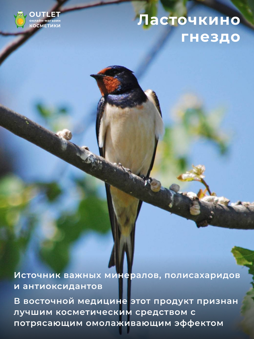 JIGOTT - КРЕМ ДЛЯ ЛИЦА ПРОТИВ МОРЩИН НА ОСНОВЕ ЭКСТРАКТА ЛАСТОЧКИНОГО ГНЕЗДА BIRD’S NEST WRINKLE CREAM, 70 ML