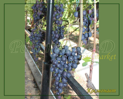 Виноград Космонавт, Черный ранний