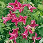 Клематис Принцесса Диана  Стандарт поставки Р9