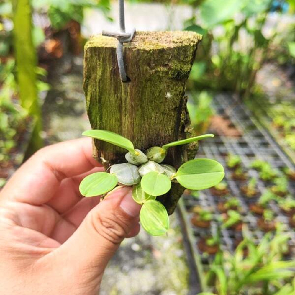 Орхидея DENDROBIUM JENKINSII