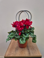 Цикламен Персидский в ассортименте