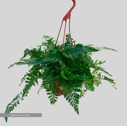 Ледерварен (подвесная)