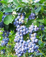 ДЮК (Duke) голубика 3 года С3 (3л.)