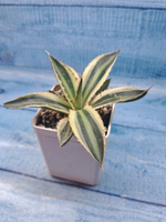 Agave Americana Mediopicta (Агава)