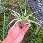 Тилландсия albida x streptophylla