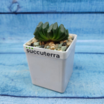 Haworthia Truncata (Хавортия)