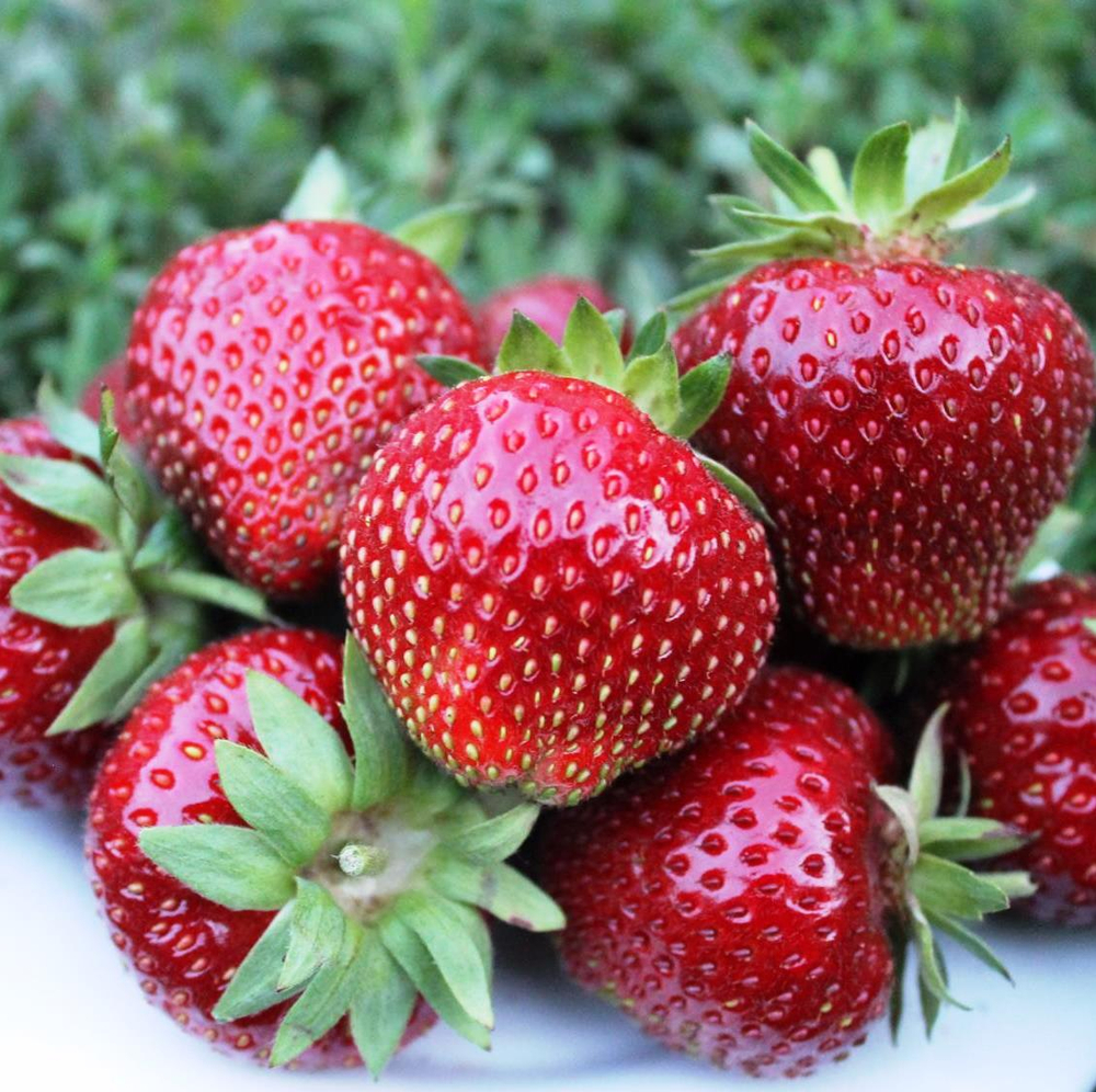 Земляника Сонсейшн средняя