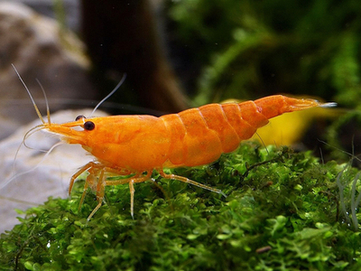 Креветка Оранжевая