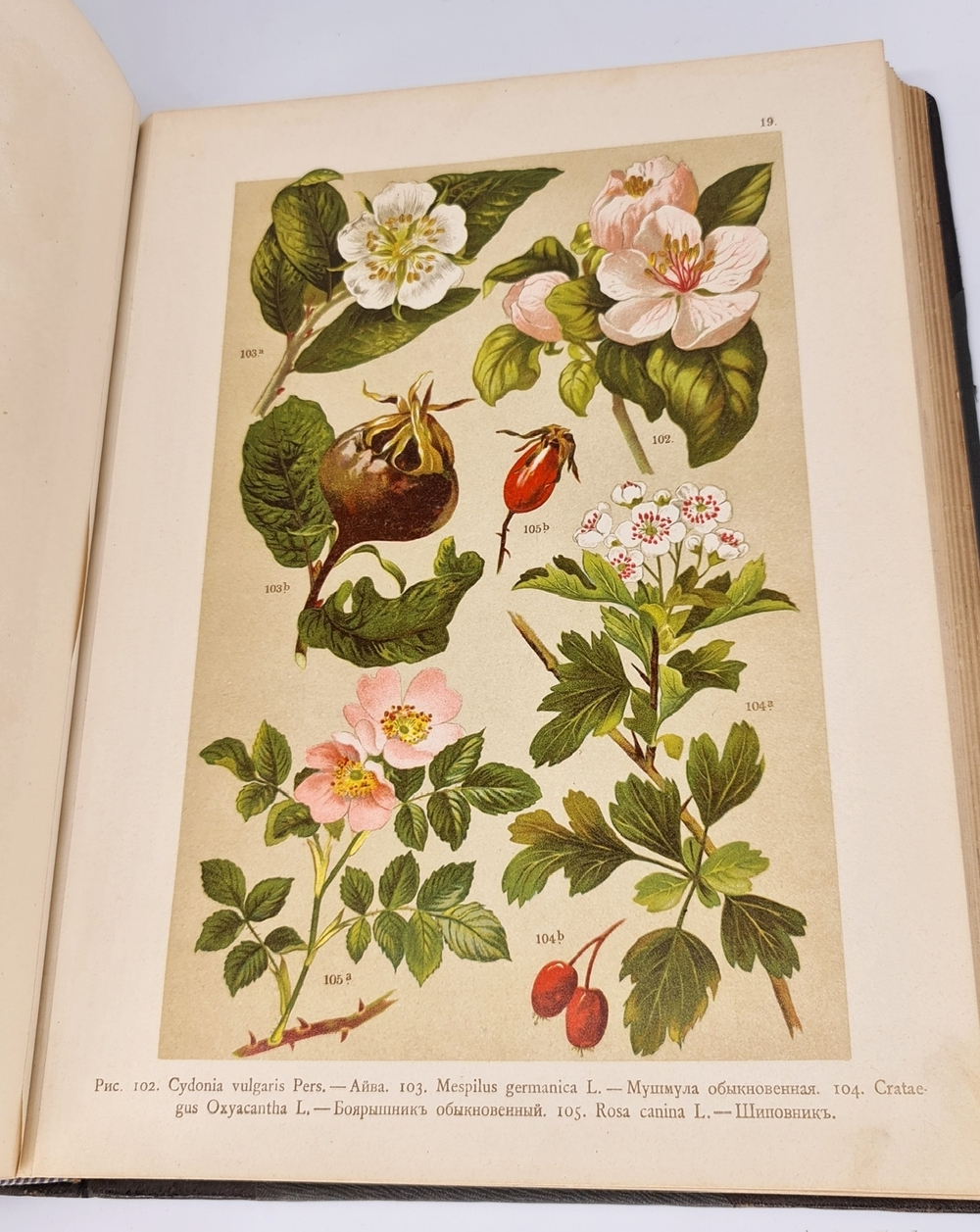 "Ботанический атлас по системе де-Кандоля". К.Гофман. 1899 г. - редкая книга