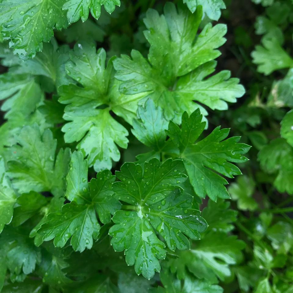 Итальянский гигант семена петрушки (Enza Zaden / Энза Заден)