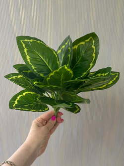 Калатея куст