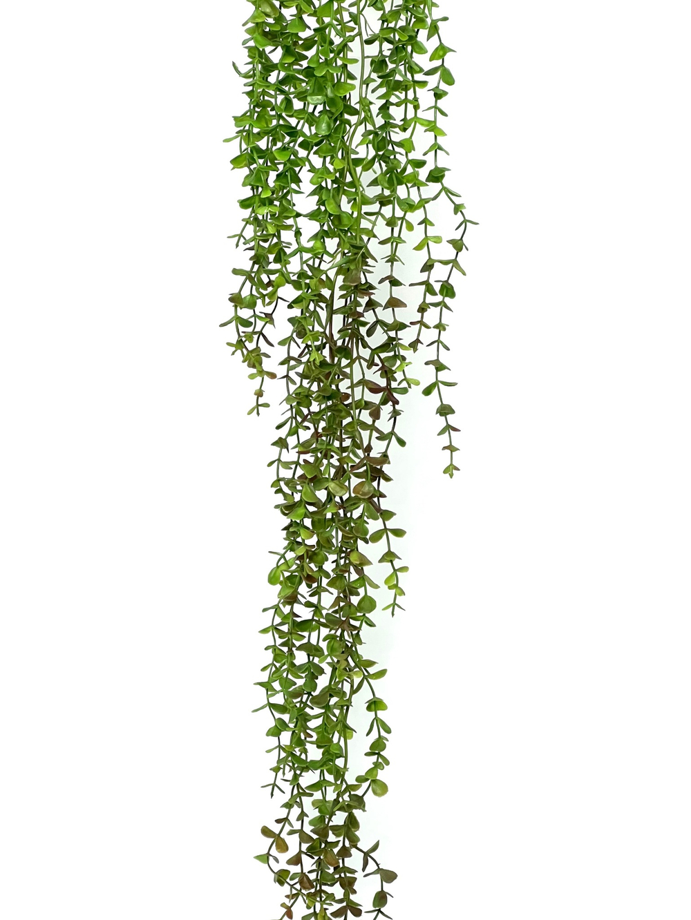 Эвкалипт ампельный 130 см