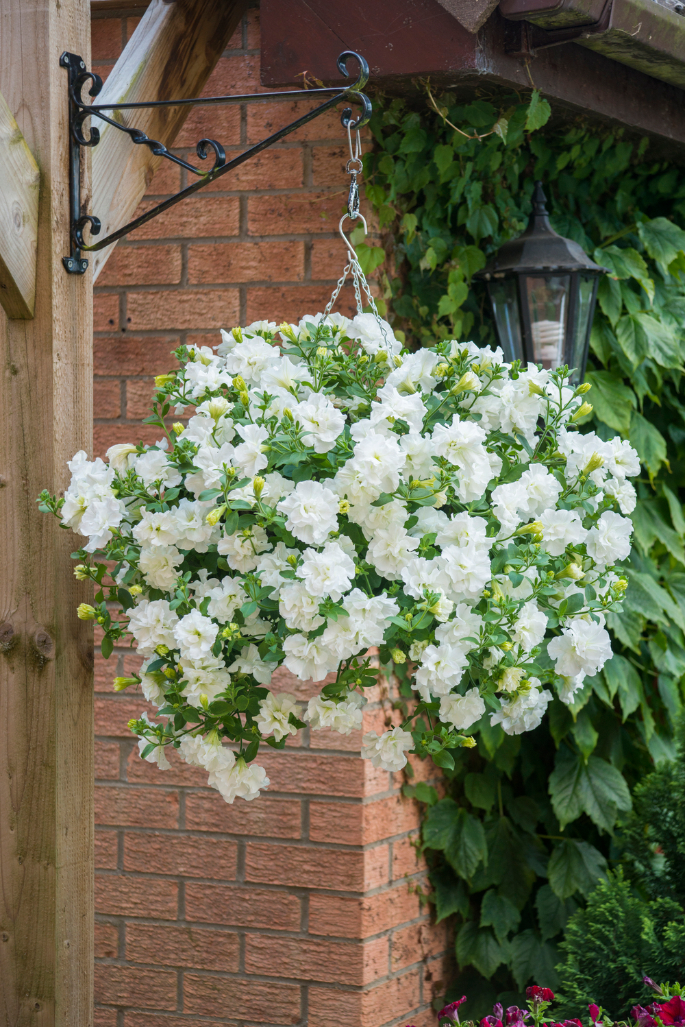 ЕВРО Петуния Tumbelina Diana укорененный черенок ОКС март Koh