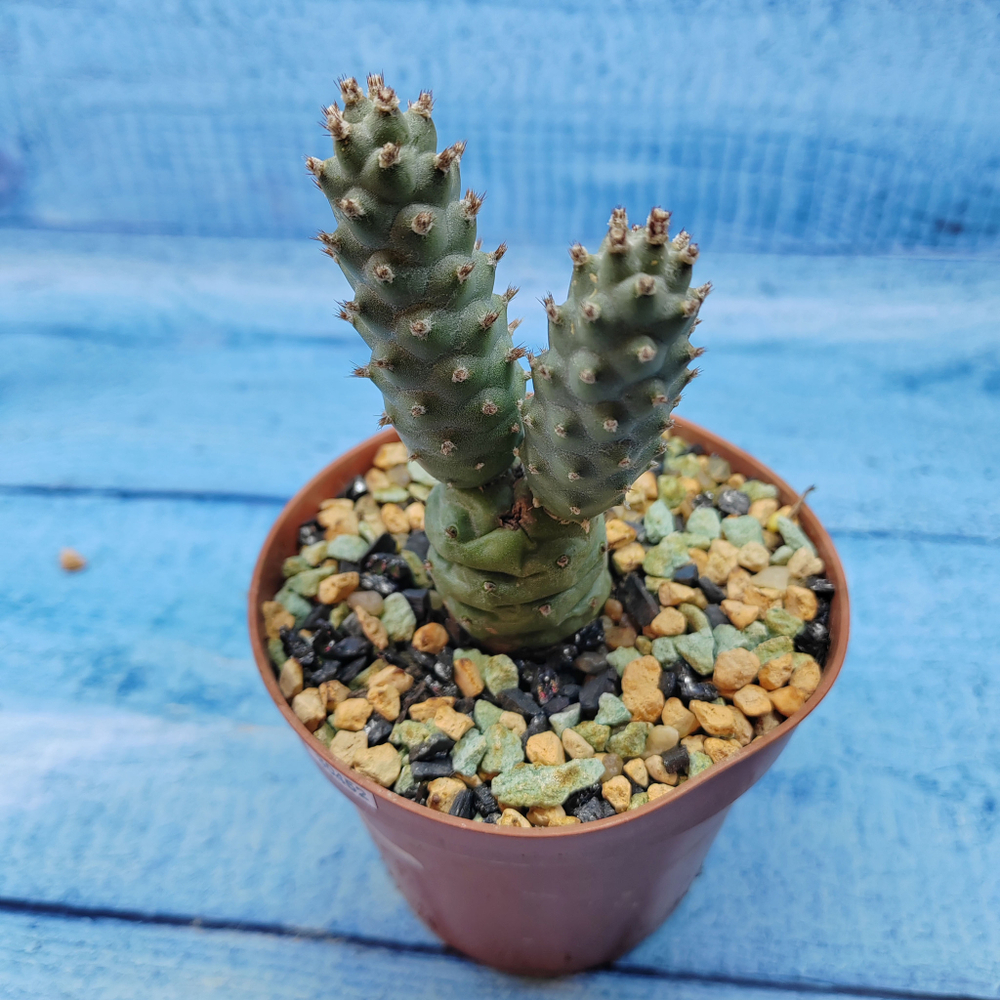 Tephrocactus Articulatus Diadematus (Тефрокактус)