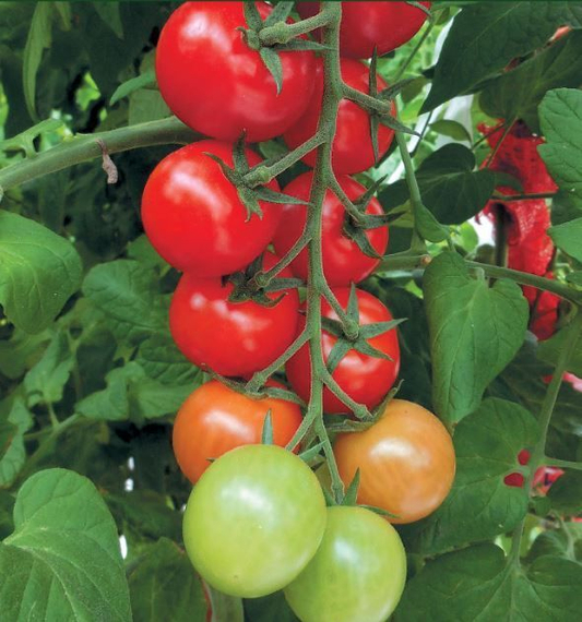 Мопс F1 семена томата индетерминантного (Гавриш) – фото 2