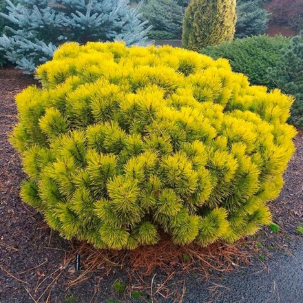 Сосна горная Голден Глоу(Pinus mugo Golden Glow) 20 см