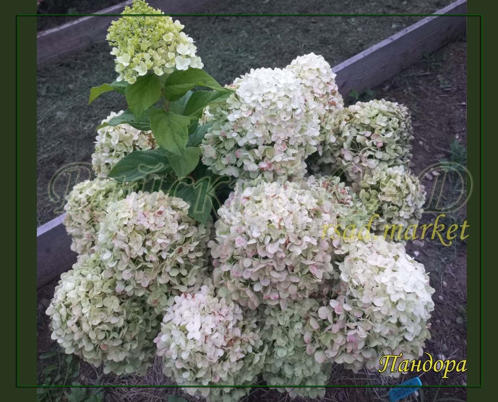 Гортензия метельчатая Пандора (Hydrangea paniculata "Pandora")