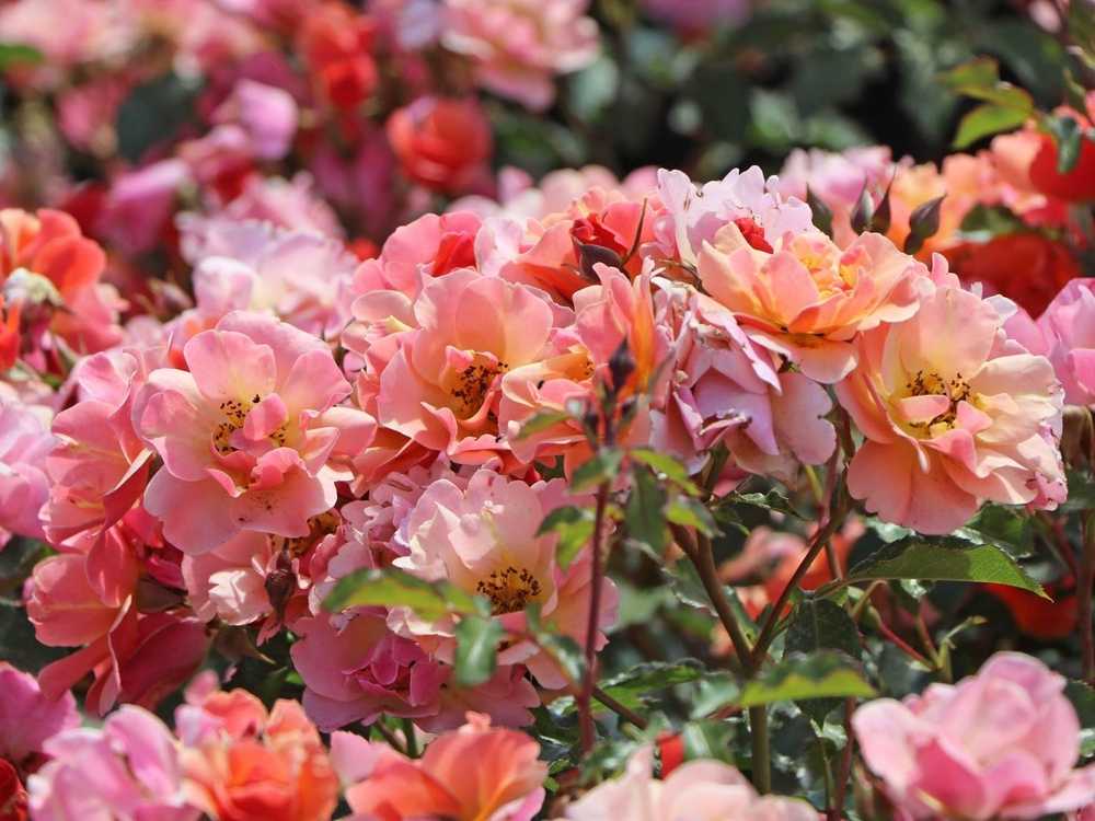 Роза Джаз С7 Закупка М57 июнь 2026