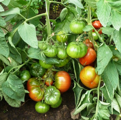 Помидоры Black Sea Man