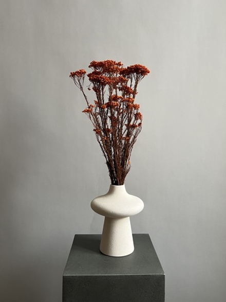 Озотамнус стабилизированный оранжевый