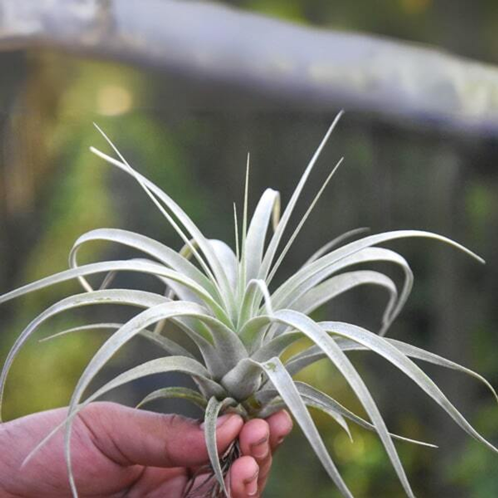 Тилландсия xerographica S (T58)