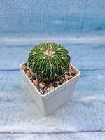 Echinofossulocactus Multicostatus (Эхинофоссулокактус)
