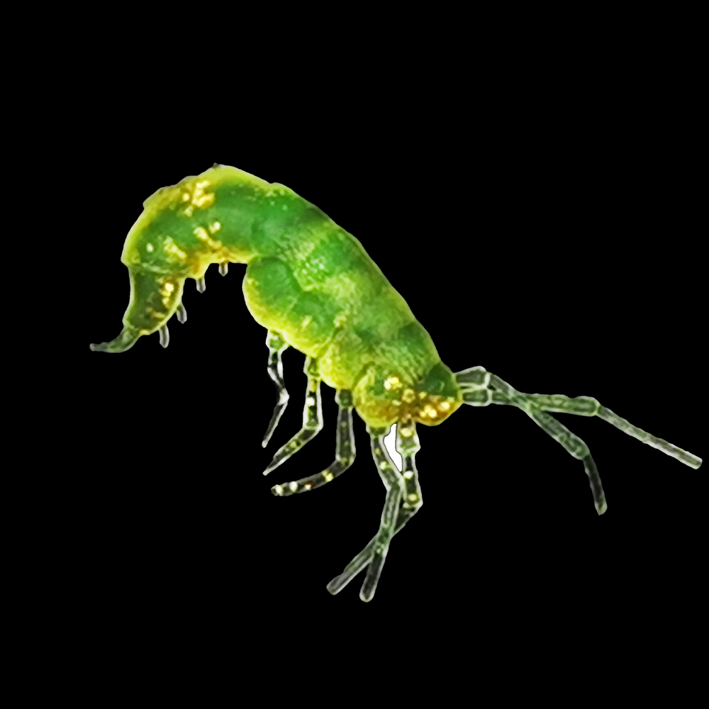 Рыболовные, силиконовые приманки. Рачки мормыш RuBaits Shrimp креветка. Набор для рыбалки на щуку, судака, окуня, форель. Зимняя рыбалка, микроджиг.