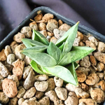 Сансевиерия BONCEL MINI WHITE VAR